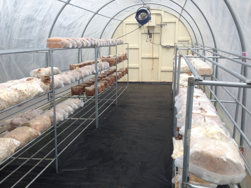 mushroom tunnel provisions farm mushrooms dog inside