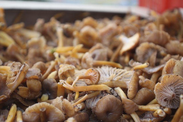 Yellowfoot-Mushrooms-risotto-recipe-Jason-Price-Seattle