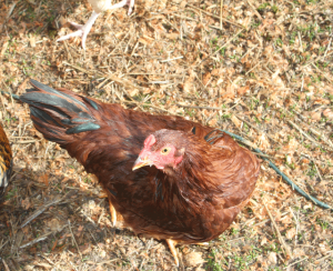 Raising Backyard Chickens for Dummies Scarleto Rooster 300x244 Raising Backyard Chickens for Dummies