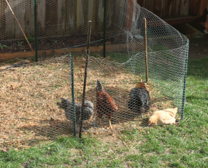 Raising Backyard Chickens for Dummies backyard chickens 300x242 Raising Backyard Chickens for Dummies
