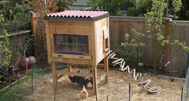 Raising Backyard Chickens for Dummies